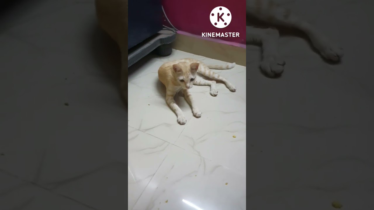 Playing Cricket with cat 