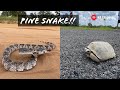 Finding the Holy Grail...Incredible Pine Snake and Creek Shining for Snakes and Turtles in Georgia!