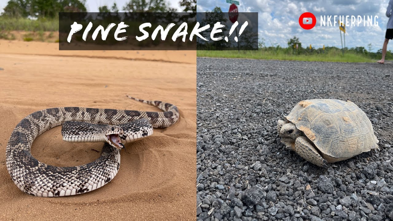 Finding the Holy Grail...Incredible Pine Snake and Creek Shining for Snakes and Turtles in Georgia!