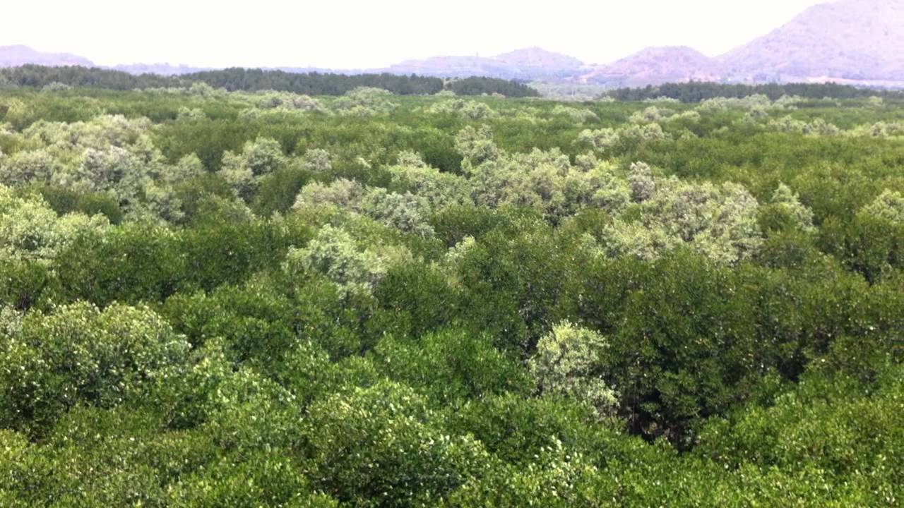 A Miracle Man-Made Forest at The Sirinart Rajini Ecosystem Learning Center (Thailand)