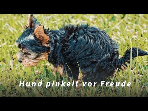 Wie du deinem Hund beibringen kannst, nicht mehr vor Aufregung zu pinkeln!