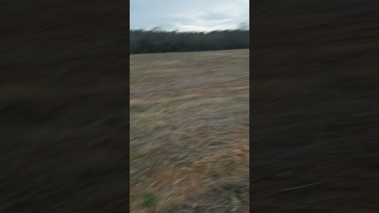 ARROWHEAD HUNTING. EDGEFIELD COUNTY SC. YouTube