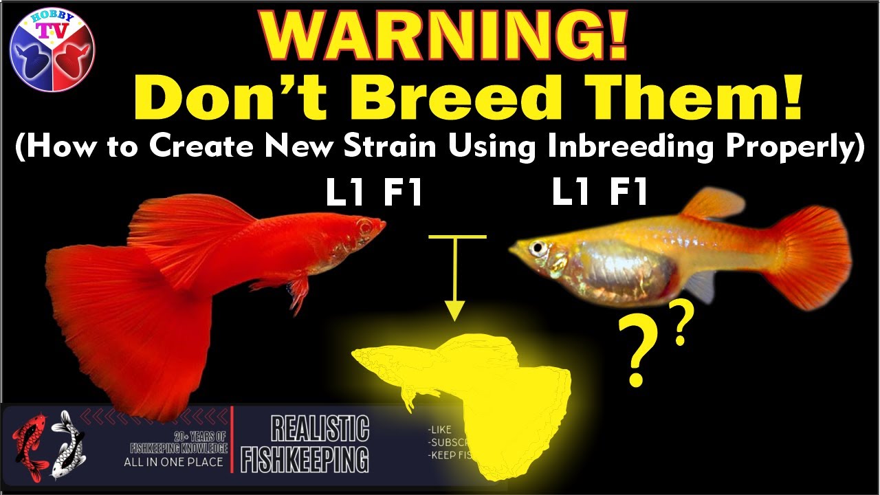 Fish Inbreeding Guppy Fish Crossbreeding | How to use inbreeding properly - YouTube