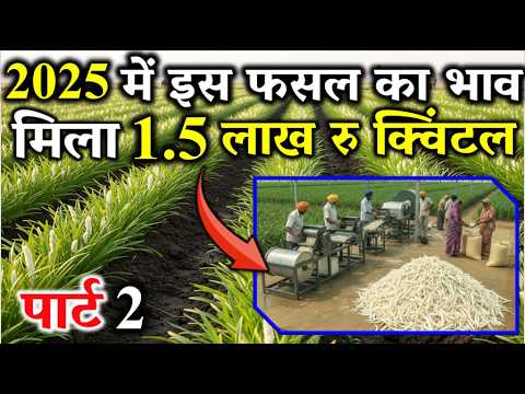 The most profitable crop in 2025 – earning 5 lakh rupees from 1 acre – Safed Musli Farming | Part 2