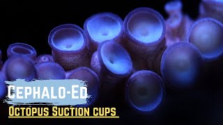 Cephalo-Ed: Octopus suction cups