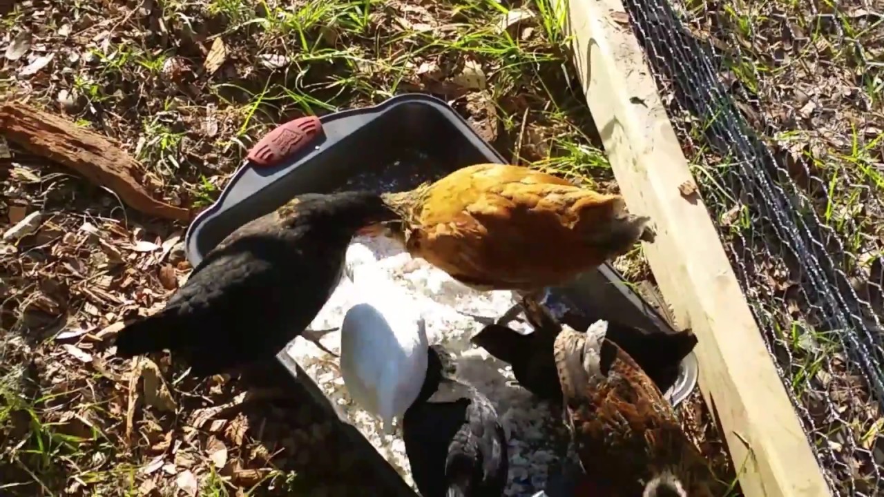 CHICKENS must watch before owning one YouTube