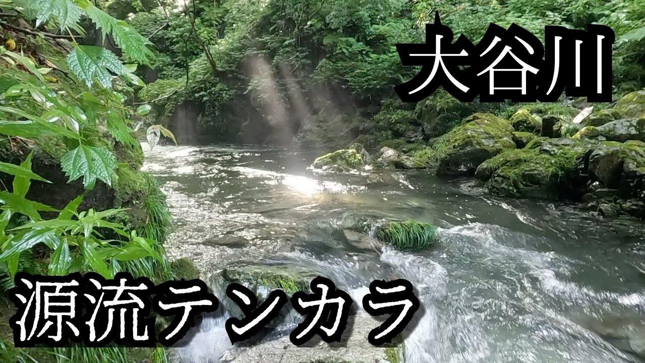 岐阜県 揖斐川上流漁協「大谷川」【源流テンカラ】