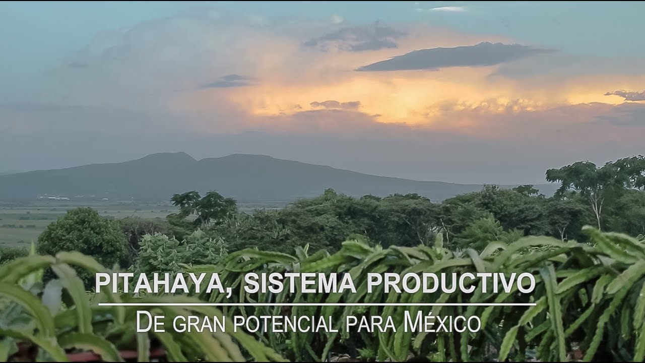 Pitahayas: Sistema Productivo para México (Intercambio Técnico Mixteca - Guanajuato)