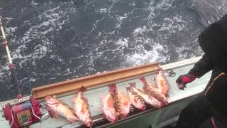 メバル釣り20160131#04