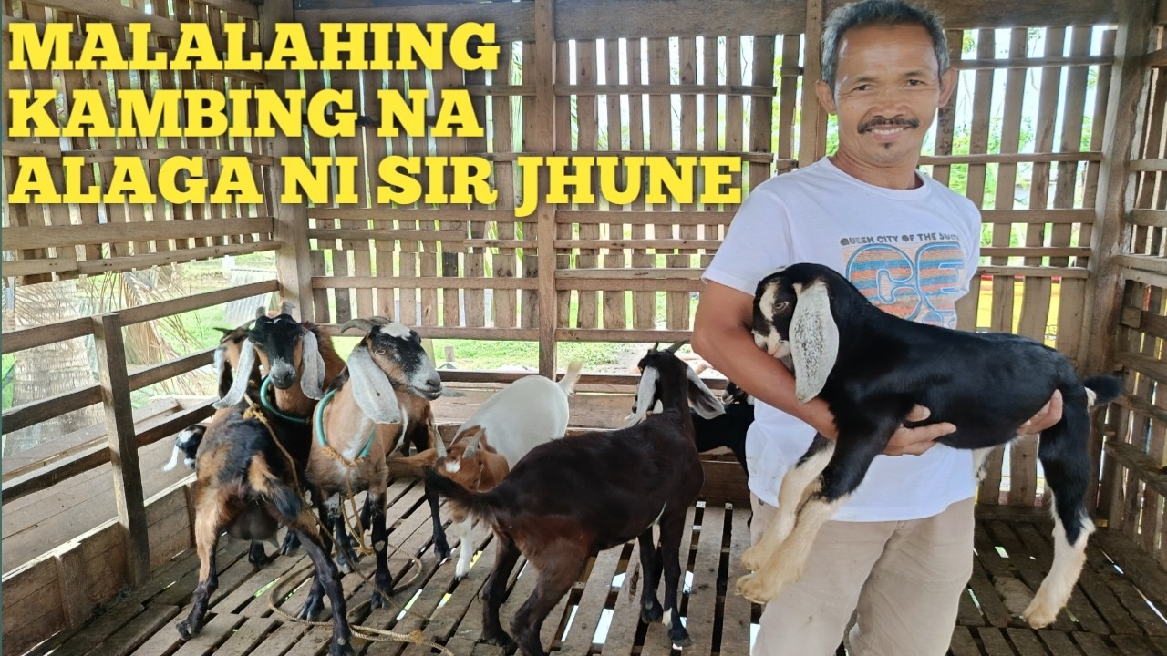 Mga Alagang Kambing ni si Jhune..