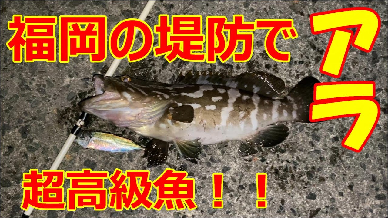 福岡 泳がせ釣り初心者が堤防の足元でクエ アラ を釣る 奇跡の釣果 Youtube