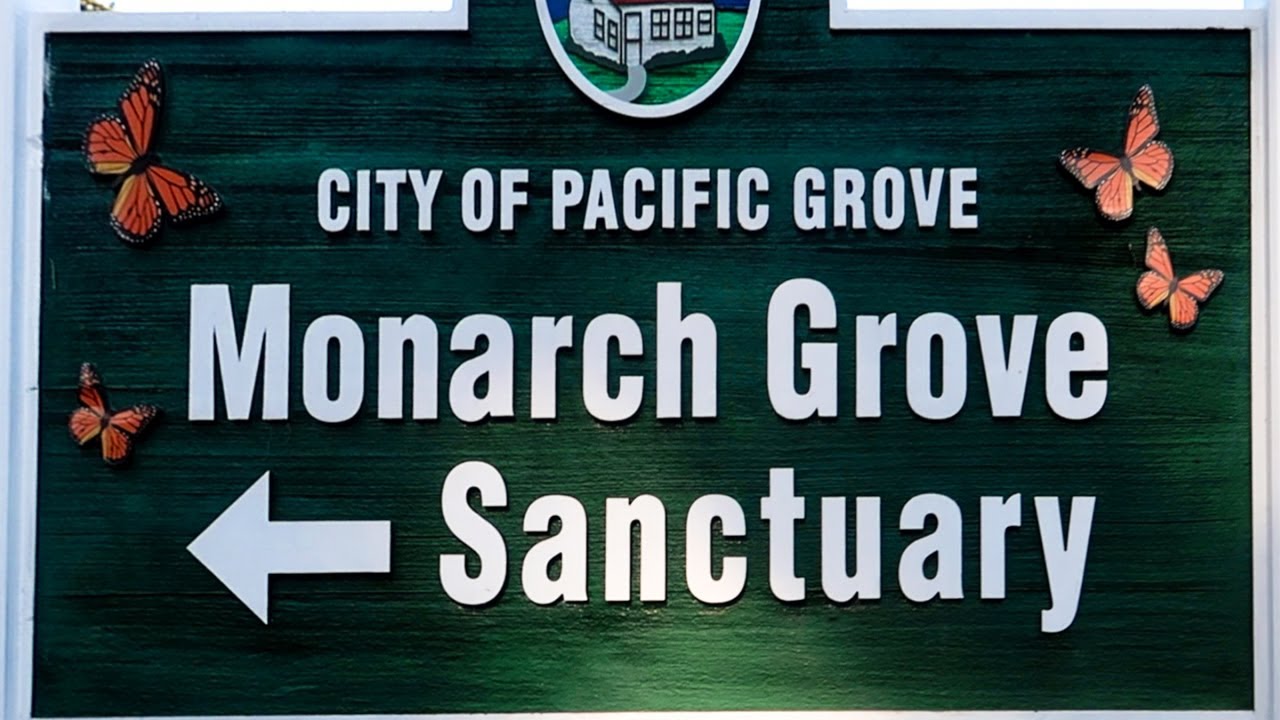 Monarch Butterflies Sanctuary | Pacific Grove, CA