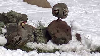 Keklik Avı (Bağlı) - الحجل طائر - куропатка - partridge