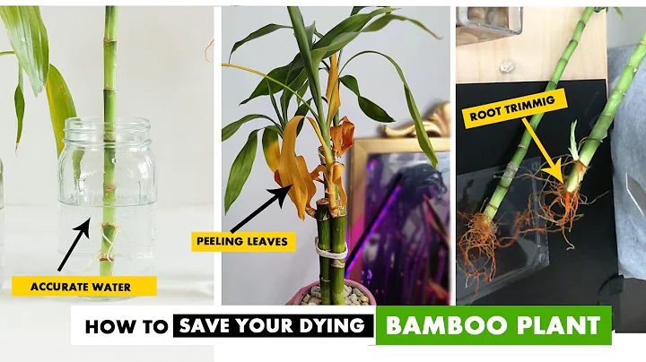 How to revive a dying Lucky Bamboo Plant