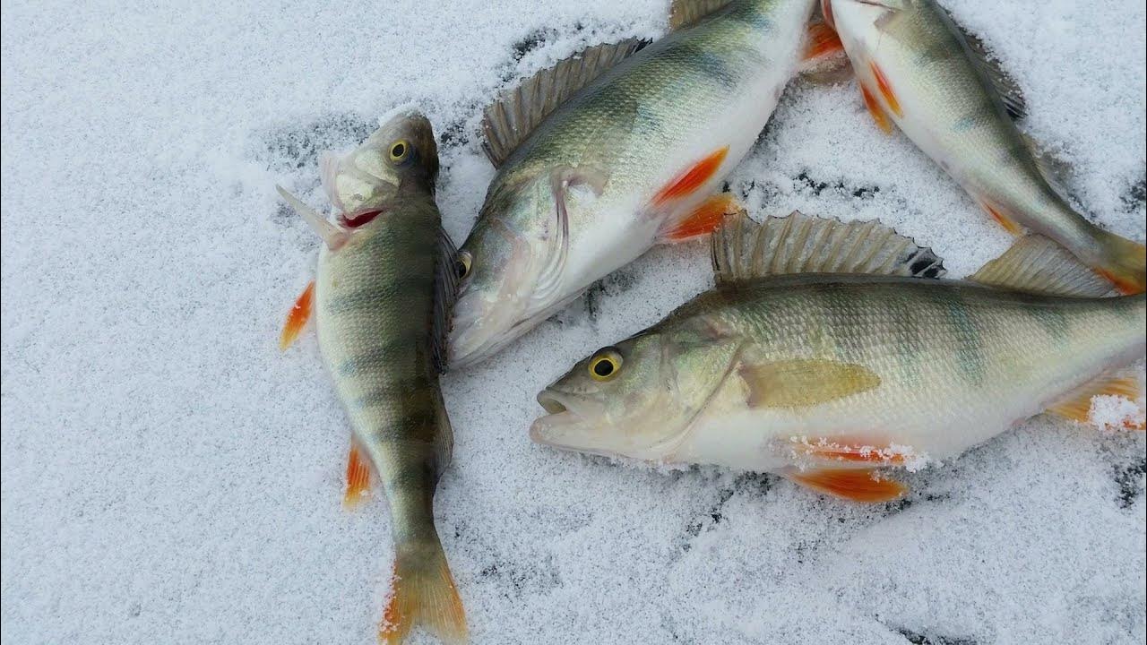 Рыба на льду ловить