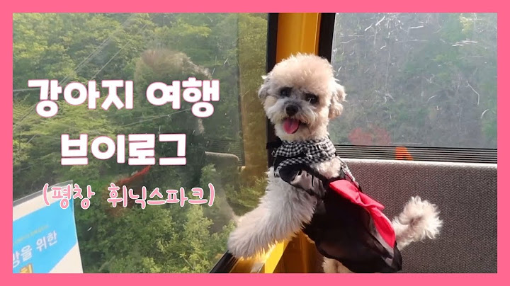 강아지랑 휘닉스 파크 리조트 다녀왔어요🐶 럭셔리 애견동반 여행 브이로그 해