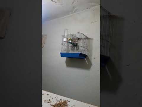 من أجمل نهرات الحسون 