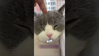 Is Billi Ka Fur… Magic Hai? 😳🐱🐟