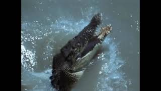 Really Wild Animals Adventures In Asia Roughouse - Instrumental