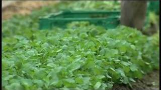 Thomas Käser, Gemüsebauer