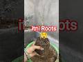 Gudahl Cutting 😲 Pot Se Aisa Root Ball Nikla! #shorts #gardeningshorts