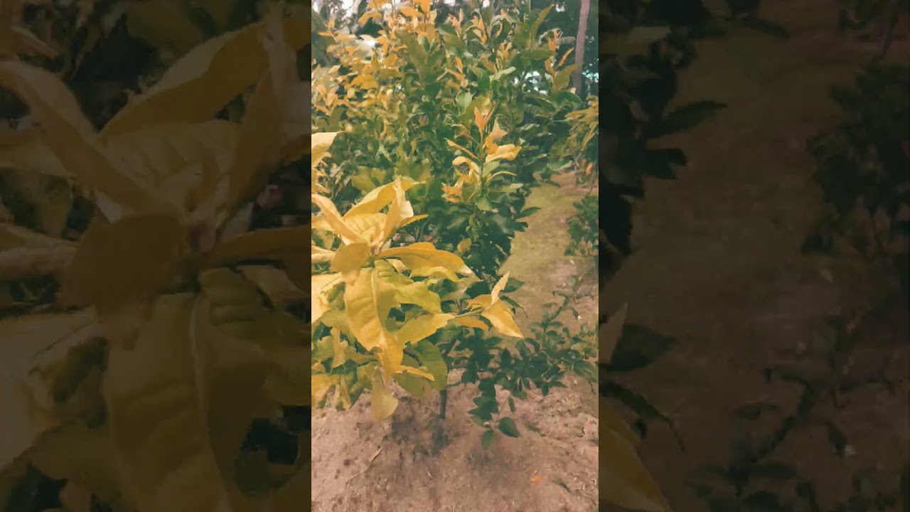 Уход за цитрусовыми 