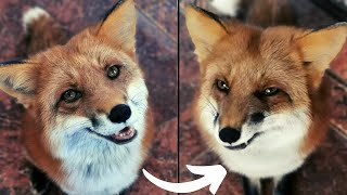 6 Minutes From Cute Fox to Grumpy Fox