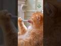 Cat make up 🐱💄#viralvideo #funny #shorts #makeup