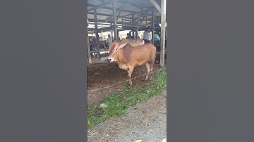 Tingkah Laku Sapi Lucu dan Pintar, Lembu Jinak, Sapi Moo, Sapi Aceh #sapi #lembu #cow #shorts