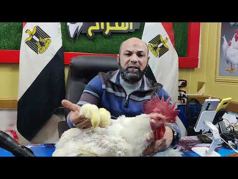 بعد بيع أمهات الدواجن مصانع البروتين صناع الدواجن إلى أين