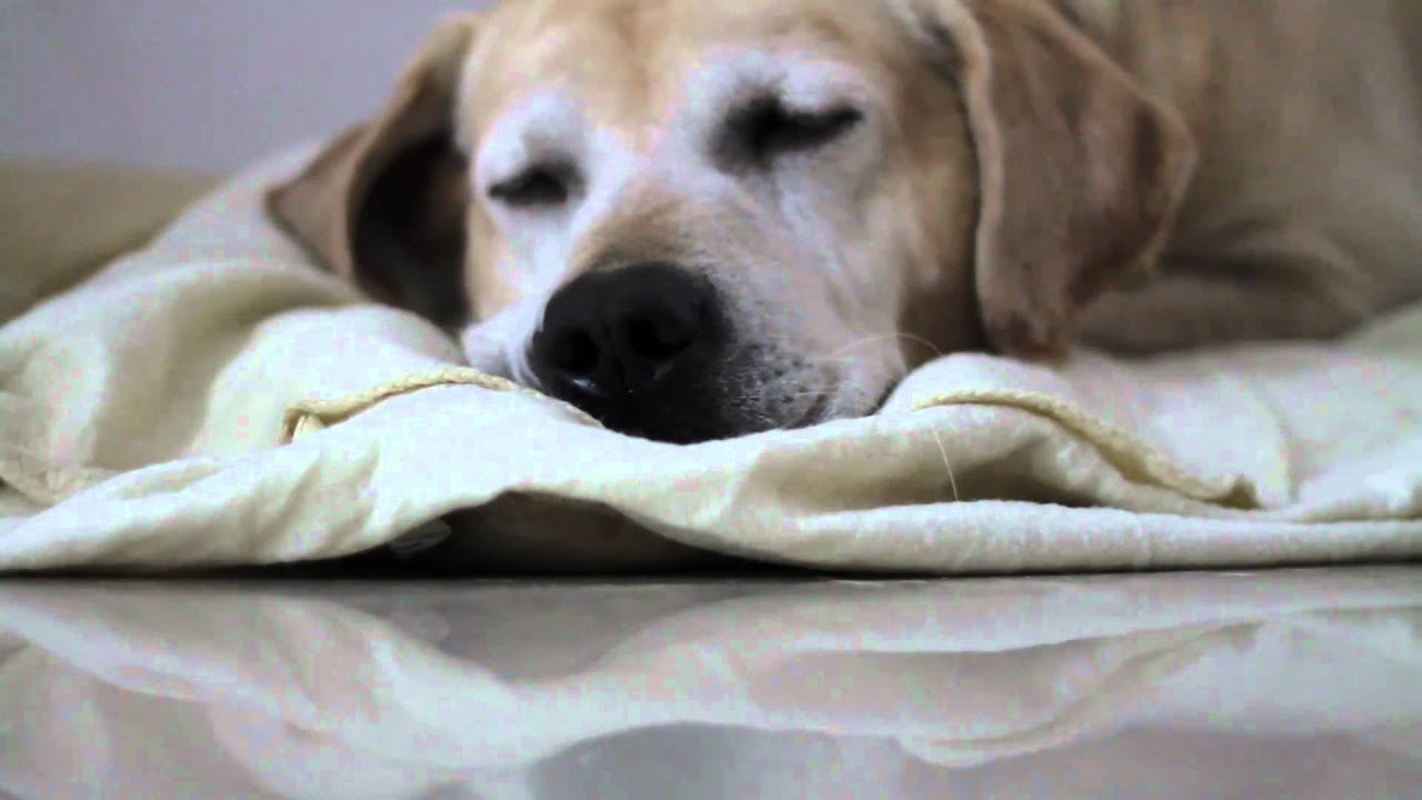 should i sleep with my puppy should i sleep with my puppy