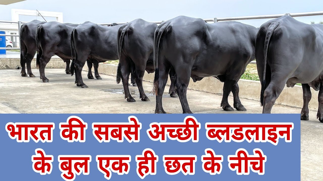 India's All Top Bloodline Murrah Bulls Standing at One Place - HSB (Hisar Sperm Biotech)