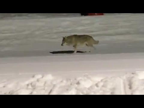 Graban a un lobo en las pistas de esquí de Vall de Núria