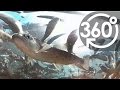 【いきもの目線】ヤマメ８０００匹（360Lives　/　 "Yamame" trout）