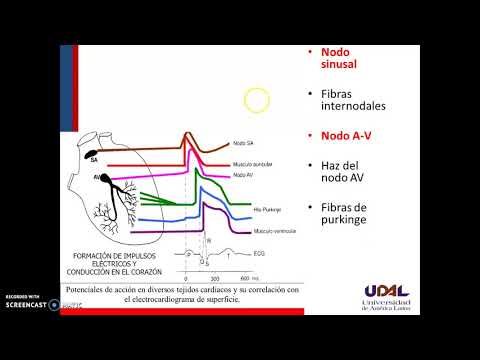 Nodo Sinusal y AV
