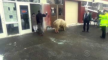 A Pig At The Polling Station