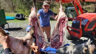 KUNE KUNE PIG BUTCHERING -   GRAPHIC VIDEO. FULL PROCESS by Smoky Mountain Homestead 94 views 2 weeks ago 32 minutes