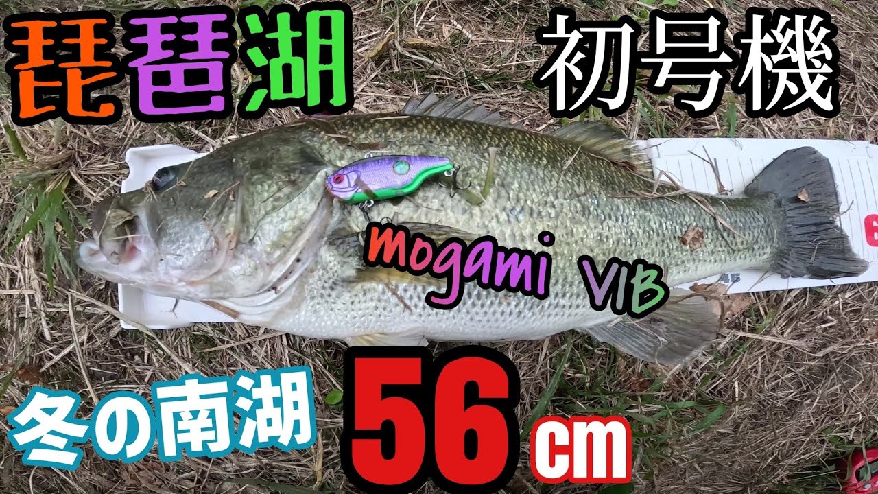 56cm Nanko! Don't let the Mogami Vibe Cabbage get away from the