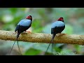 The Amazing Long-tailed Manakin Courtship Display