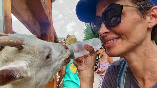 Best Petting Zoo with fun Kid Activitives - White Post Farms - Melville, NJ