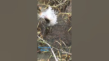 NHẤP VỊT ĐỈNH CAO/CÂU CÁ LÓC BẰNG VỊT-phần 3 @songtroique758