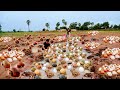 Amazing a fisherman Pick lots of snails and Eggs at rice field after rain #Pick by best hand#