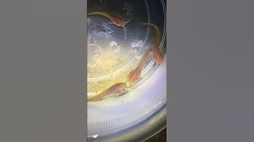 Cá trê vào đường thoát nước #shorts #short