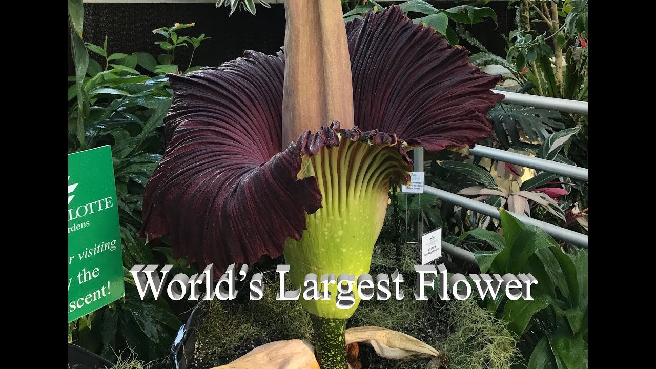 World's Largest Flower (Corpse flower) Titan Arum YouTube