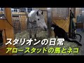 スタリオンの日常～アロースタッドの馬とネコ