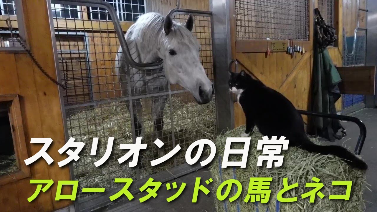 馬って本当に猫と遊んだりするの ウマ娘うまぴょい速報 馬って本当に猫と遊んだりするの ウマ娘うまぴょい速報