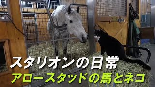 スタリオンの日常アロースタッドの馬とネコ