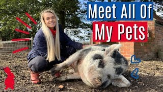 Meet All Of My Pets | Pet Wednesday | Lilpetchannel