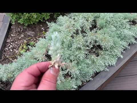 Видео: Съедобна ли Artemisia tridentata?