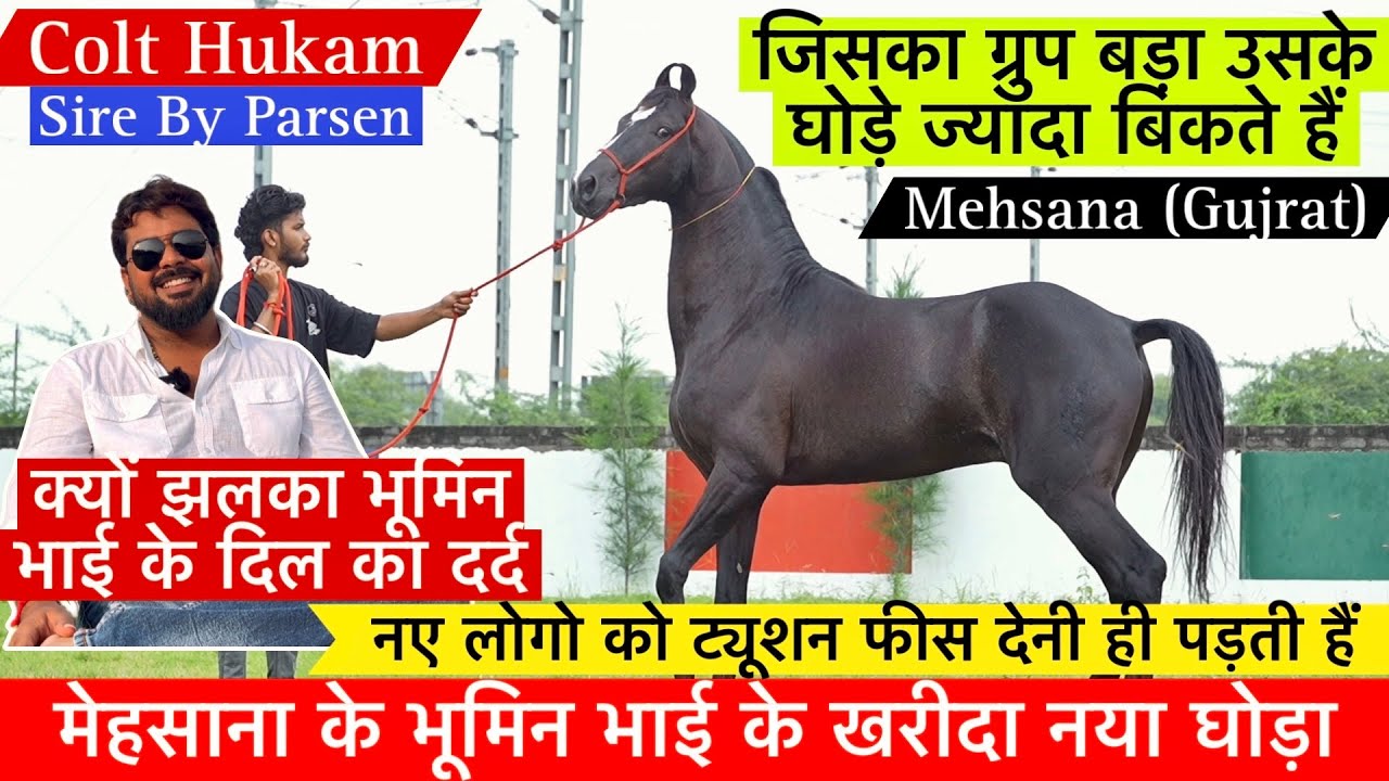 मेहसाना के भूमिन भाई ने खरीदा नया घोड़ा आखिर क्यों इतना सच बोला भूमिन भाई ने !